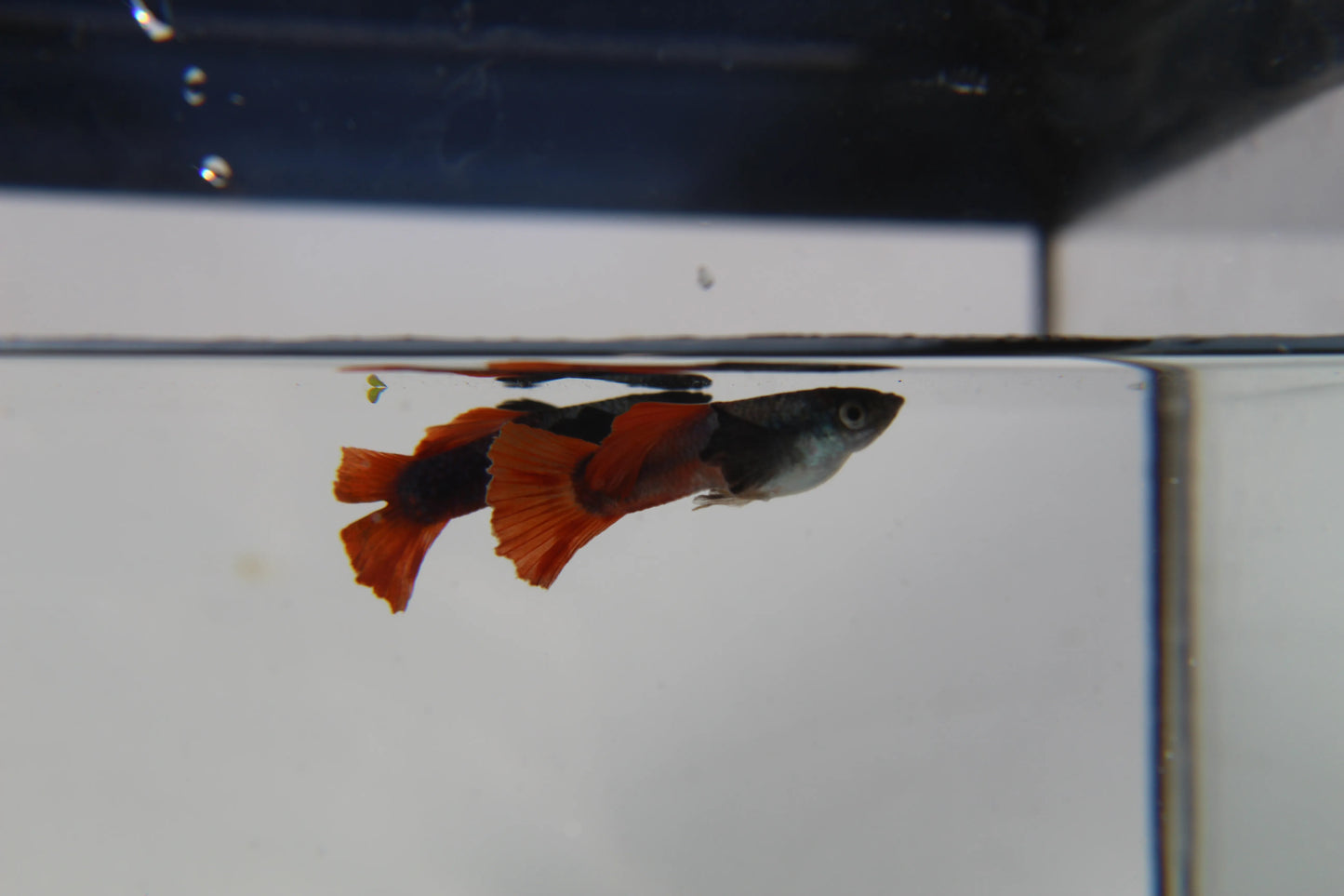 Purple Dumbo Ear Red Tail Guppy Pair