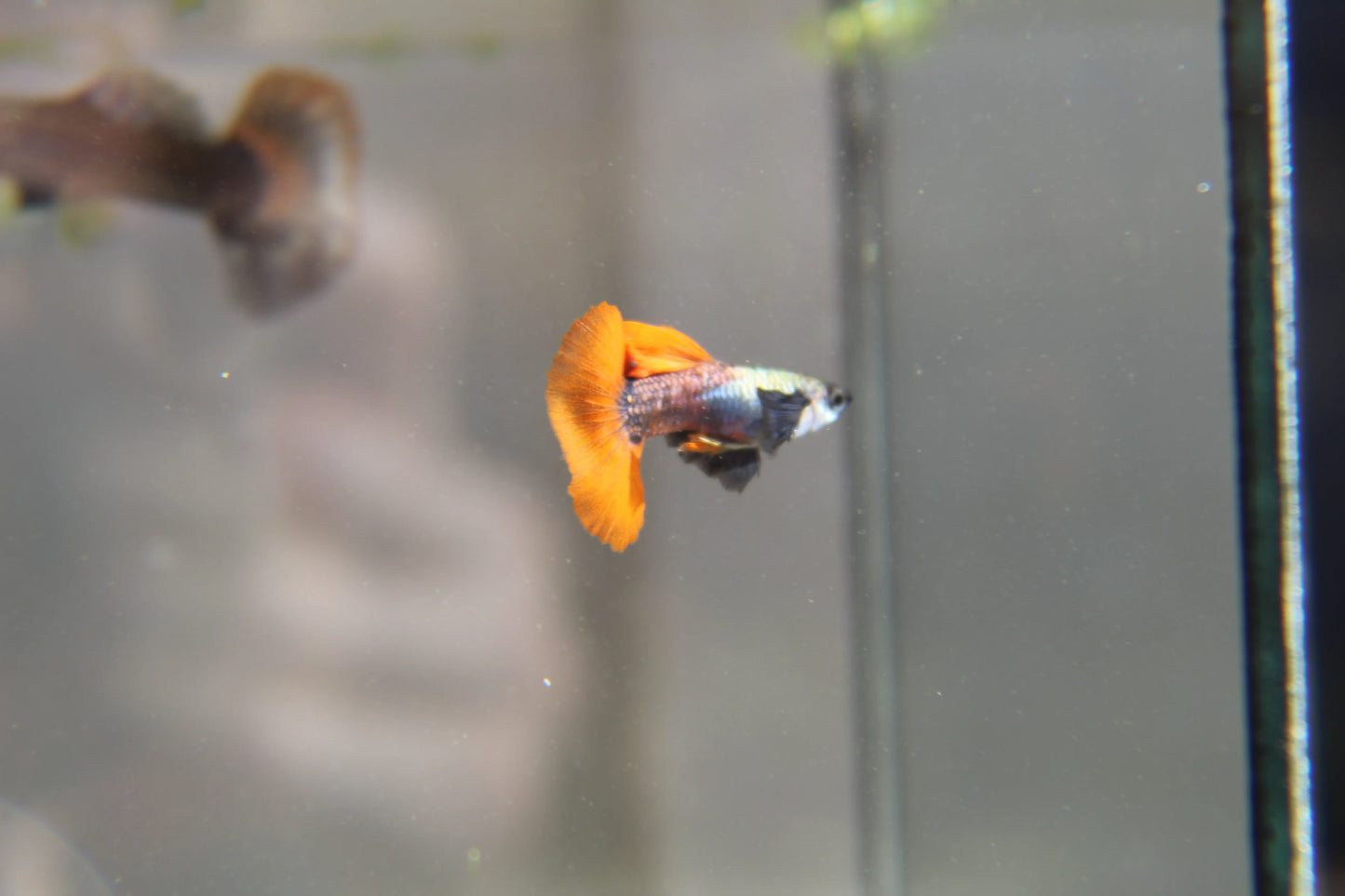 Purple Dumbo Ear Red Tail Guppy Pair