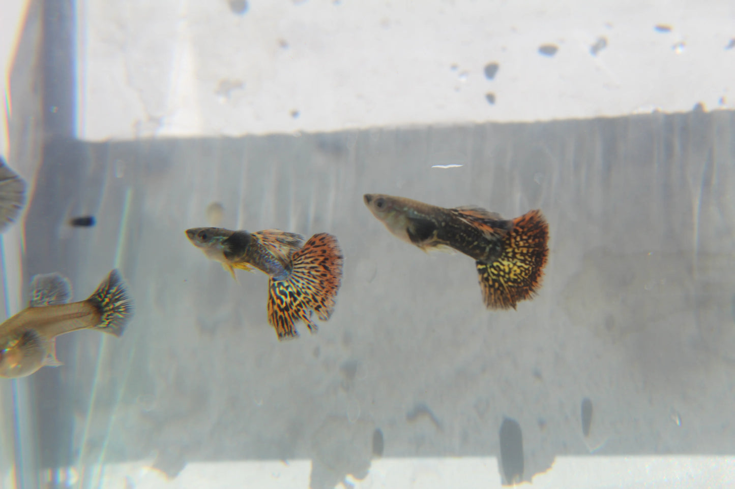 Red Mosaic Dragon Guppy Pair