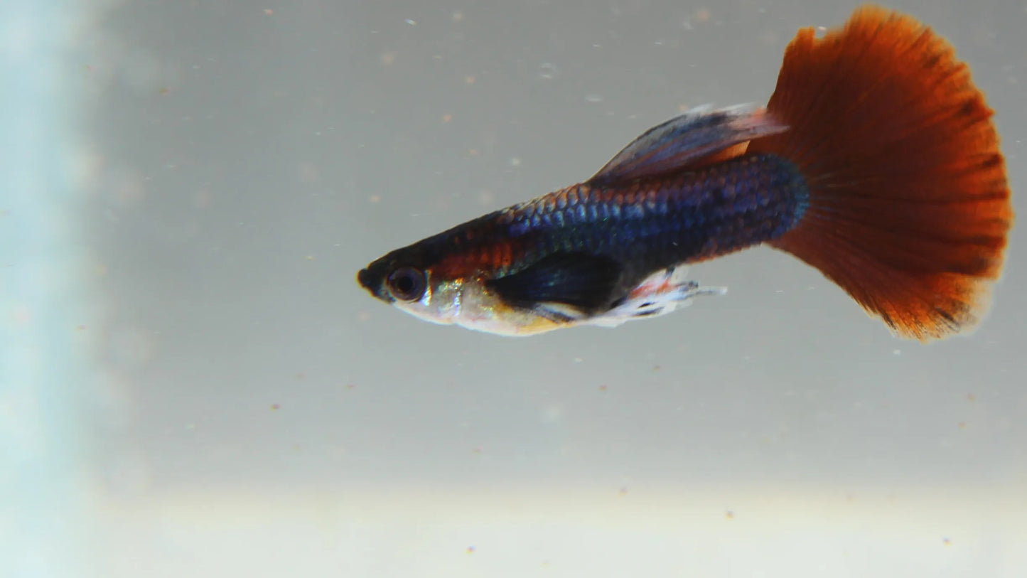 Red Rose Guppy Pair