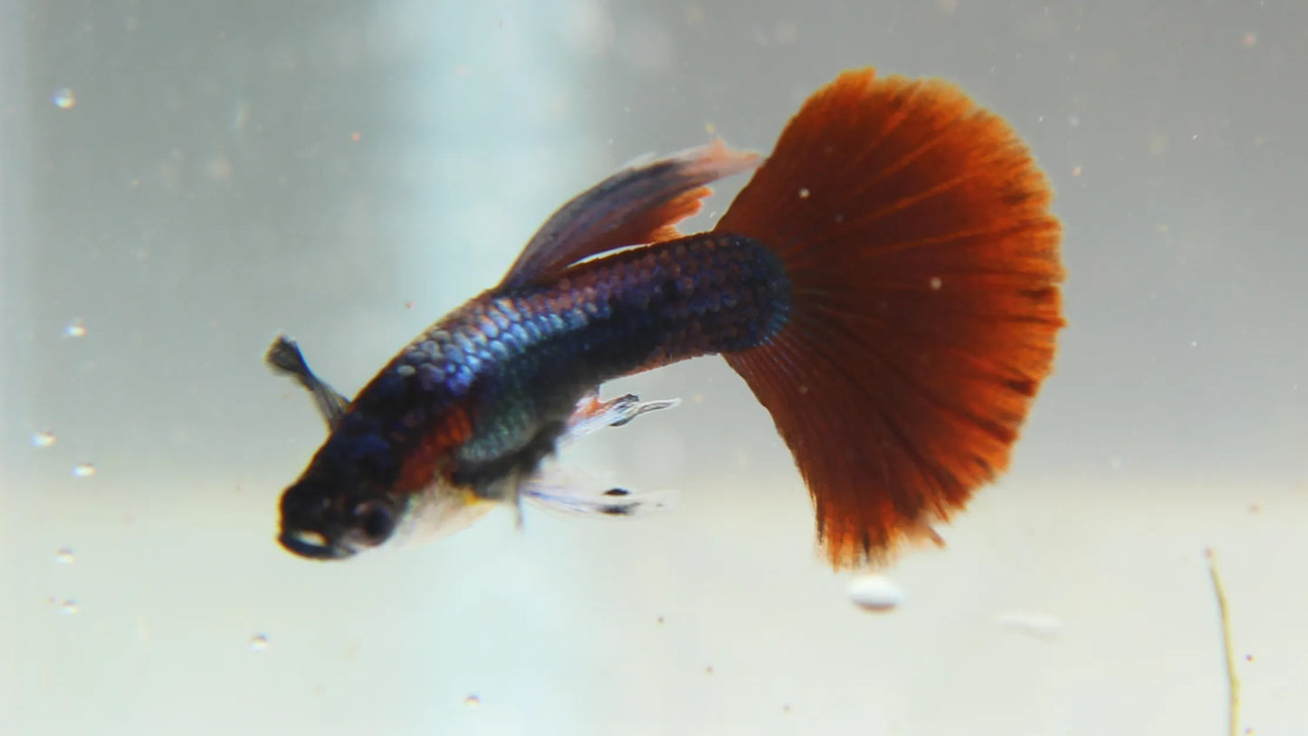 Red Rose Guppy Pair