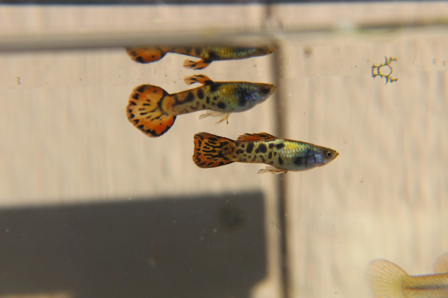 Vienna Guppy Pair