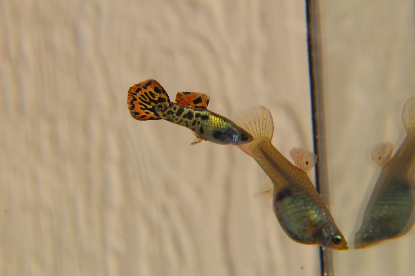 Vienna Guppy Pair