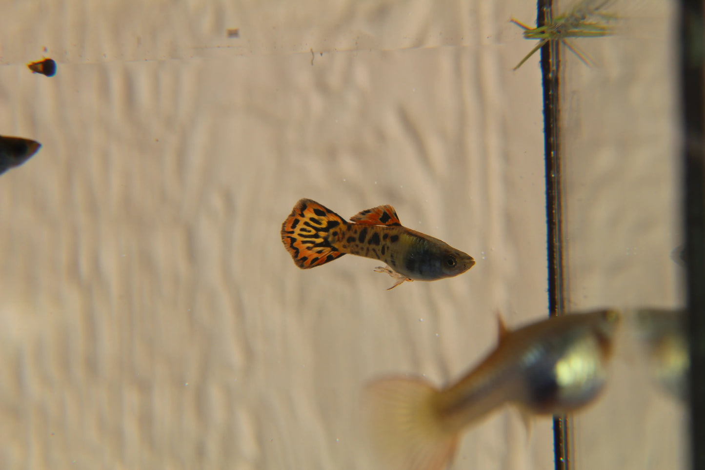 Vienna Guppy Pair